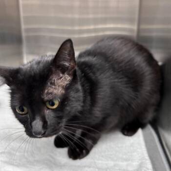 Autumn -  Domestic Short Hair Cat for Adoption in Morganton, North Carolina - Autumn | PetCurious