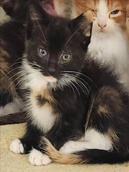 CHALLAH -  Domestic Short Hair Cat for Adoption in Hagerstown, Maryland - CHALLAH | PetCurious