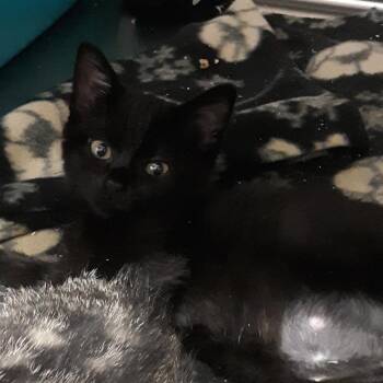 Butterfly -  Domestic Short Hair Cat for Adoption in Spokane, Washington - Butterfly | PetCurious