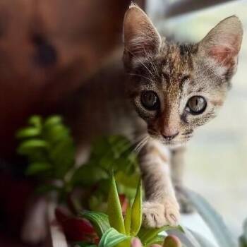 Persephone Peach Rose -  Tabby and Domestic Short Hair Cat for Adoption in Friendswood, Texas - Persephone Peach Rose | PetCurious
