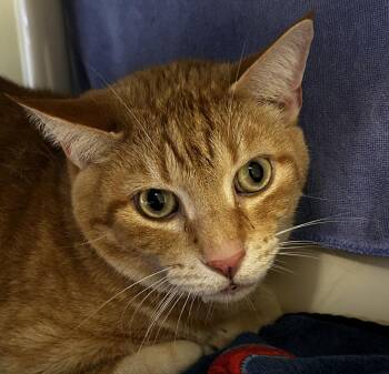 Domestic Short Hair Cats Available for Adoption in Lansing, Michigan - Cheddar Bob | PetCurious