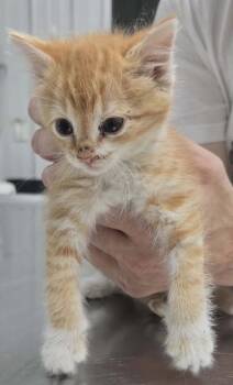 Dodson -  Domestic Short Hair Cat for Adoption in Hillsdale, Indiana - Dodson | PetCurious