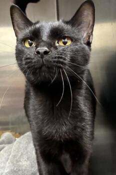 Crescent -  Domestic Short Hair Cat for Adoption in New Albany, Indiana - Crescent | PetCurious