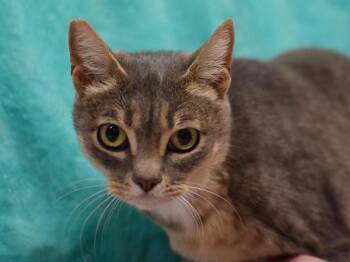 Sadie & Dottie -  Domestic Short Hair Cat for Adoption in Portland, Oregon - Sadie & Dottie | PetCurious