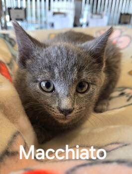 Rescue Domestic Short Hair Cats for Adoption in Sidney, Ohio - Macchiato | PetCurious