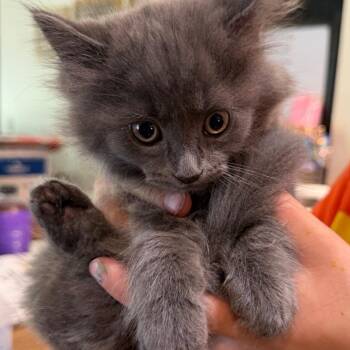Ridge -  Domestic Long Hair Cat for Adoption in Klamath Falls, Oregon - Ridge | PetCurious
