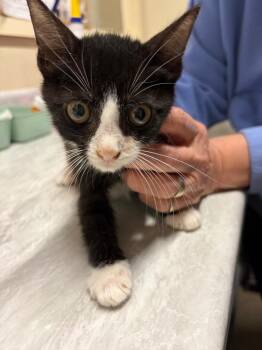 Baker -  Domestic Short Hair Cat for Adoption in Plattsburgh, New York - Baker | PetCurious
