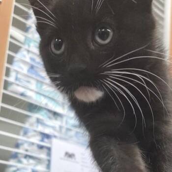 Blue -  Domestic Short Hair Cat Available for Adoption in Voorhees Township, New Jersey - Blue | PetCurious