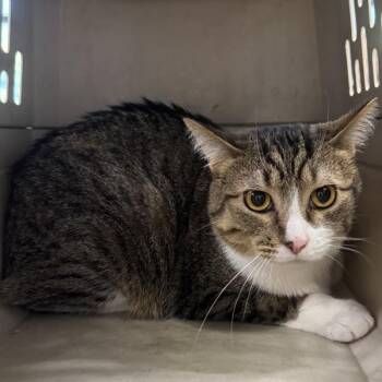 Teddy -- Bonded Buddy With Remy -  Domestic Short Hair Cat for Adoption in Des Moines, Iowa - Teddy -- Bonded Buddy With Remy | PetCurious