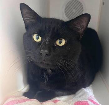 Booman -  Domestic Short Hair Cat for Adoption in Littlestown, Pennsylvania - Booman | PetCurious