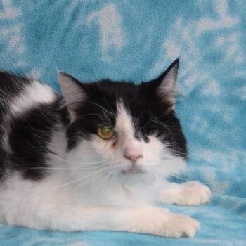Oscar -  Domestic Long Hair and Mixed Breed Cat for Adoption in Eureka, California - Oscar | PetCurious