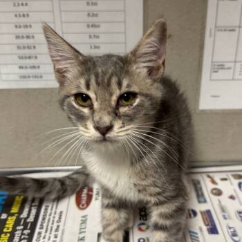 Rescue Domestic Short Hair Cats for Adoption in Yuma, Arizona - Daisy | PetCurious