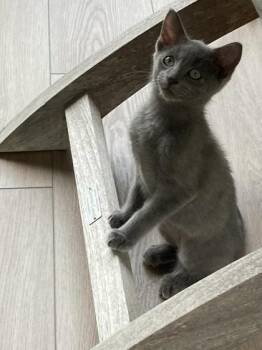 Susie Q -  Domestic Short Hair Cat for Adoption in Port Republic, Maryland - Susie Q | PetCurious