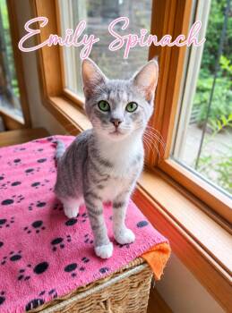 Emily Spinach (FCID# 08/04/2026 - 16) C -  Tabby and Tuxedo Cat for Adoption in Greenville, Delaware - Emily Spinach (FCID# 08/04/2026 - 16) C | PetCurious