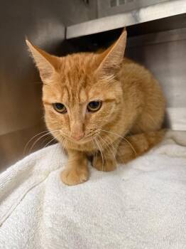Taylor -  Domestic Short Hair Cat for Adoption in Mobile, Alabama - Taylor | PetCurious