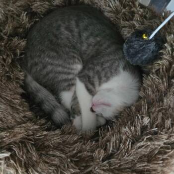 Gail 2 -  Domestic Short Hair Cat for Adoption in Arthur, Ontario - Gail 2 | PetCurious