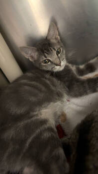 Rescue Domestic Short Hair Cats for Adoption in Norfolk, Virginia - Ed | PetCurious