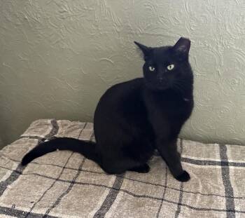 Rudy -  Domestic Short Hair Cat Available for Adoption in Rochester, Indiana - Rudy | PetCurious