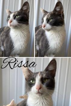 Rescue Domestic Short Hair Cats for Adoption in Pierceton, Indiana - Rissa - SR5 | PetCurious