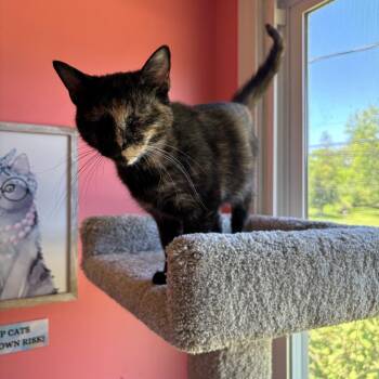 Rummy -  Domestic Short Hair Cat for Adoption in Granville, Ohio - Rummy | PetCurious