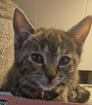 Donna -  Extra Toes Cat Hemingway Polydactyl Cat for Adoption in Pasco, Washington - Donna | PetCurious