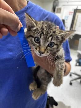 A882630 -  Domestic Short Hair Cat for Adoption in Camarillo, California - A882630 | PetCurious