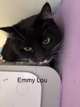 Emma-Lou -  Domestic Short Hair Cat for Adoption in Cambridge, Maryland - Emma-Lou | PetCurious