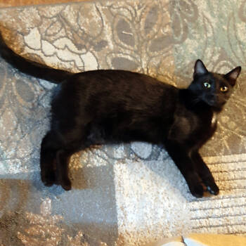 Rescue Domestic Short Hair Cats for Adoption in Redlands, California - BP | PetCurious