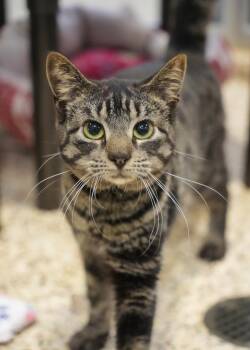 Domestic Short Hair Cats Available for Adoption in Aiken, South Carolina - Seth 53694 | PetCurious