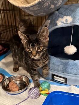 Bucky -  Domestic Short Hair Cat for Adoption - Bucky | PetCurious