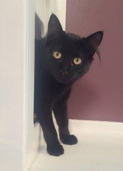 Domestic Short Hair Cats Available for Adoption in Kirkland, Washington - Audrey, Dawson, Jen, Joey And Pacey | PetCurious