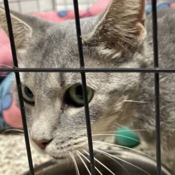 Rescue Domestic Short Hair Cats for Adoption in Brownsboro, Alabama - Mountain Dew | PetCurious