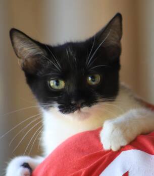 Petunia -  Domestic Short Hair Cat for Adoption in North Fort Myers, Florida - Petunia | PetCurious