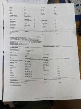 Domestic Short Hair Cats Available for Adoption in Meriden, Connecticut - Pedro | PetCurious