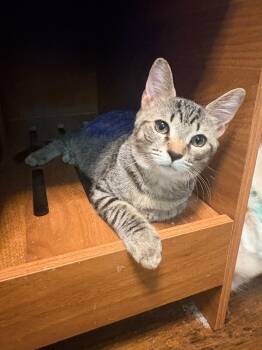 Jermaine -  Domestic Short Hair Cat for Adoption in Darien, Georgia - Jermaine | PetCurious