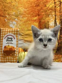 Rescue Domestic Short Hair Cats for Adoption in San Antonio, Texas - Machiavelli | PetCurious