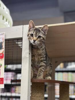 Bywater -  Domestic Short Hair Cat for Adoption in Calgary, Alberta - Bywater | PetCurious