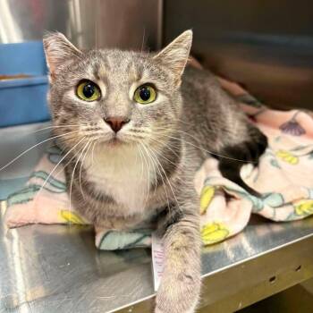 Margarita -  Domestic Short Hair Cat for Adoption in Little Mountain, South Carolina - Margarita | PetCurious