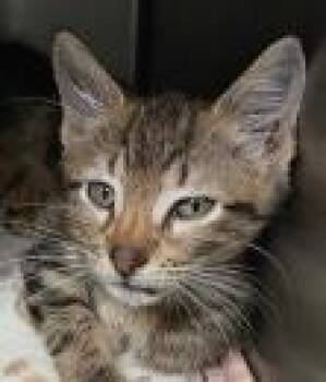 Gregg -  Domestic Short Hair Cat for Adoption in Kansas City, Missouri - Gregg | PetCurious