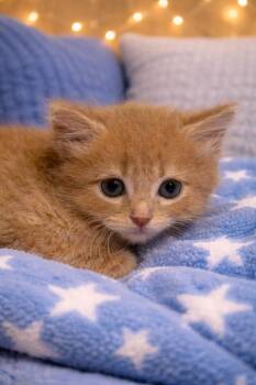 Domestic Short Hair Cats Available for Adoption in Chattanooga, Tennessee - Tupac Birkenstocks | PetCurious