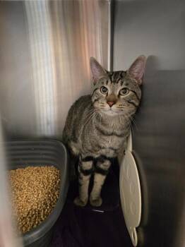 Lucas -  Domestic Short Hair Cat for Adoption in Barron, Wisconsin - Lucas | PetCurious