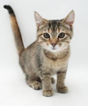 Madison has one of the coolest fur patterns yet - on top being S -  Torbie and Bengal Cat for Adoption in Bedford Hills, New York - Madison Has One Of The Coolest Fur Patterns Yet - On Top Being S | PetCurious