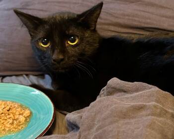 Rescue Domestic Short Hair Cats for Adoption in Lodi, California - Vader | PetCurious