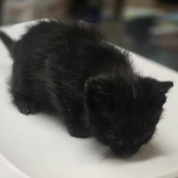 Lucille -  Domestic Short Hair Cat for Adoption in Wickenburg, Arizona - Lucille | PetCurious