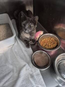 Domestic Short Hair Cats Available for Adoption in Pahrump, Nevada - Cali (Litter Community Spay) | PetCurious
