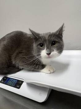 Charlotte -  Domestic Short Hair Cat for Adoption in Pequot Lakes, Minnesota - Charlotte | PetCurious