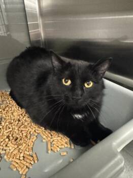 Sammy -  Domestic Short Hair Cat for Adoption in Missoula, Montana - Sammy | PetCurious