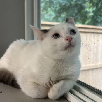 Tokito -  Domestic Short Hair Cat for Adoption in Puslinch, Ontario - Tokito | PetCurious