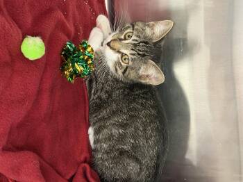 Domestic Short Hair Cats Available for Adoption in Rio Linda, California - Jet | PetCurious