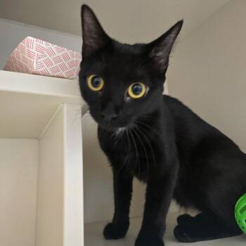 Nesta -  Domestic Short Hair Cat for Adoption in Fairport, New York - Nesta | PetCurious